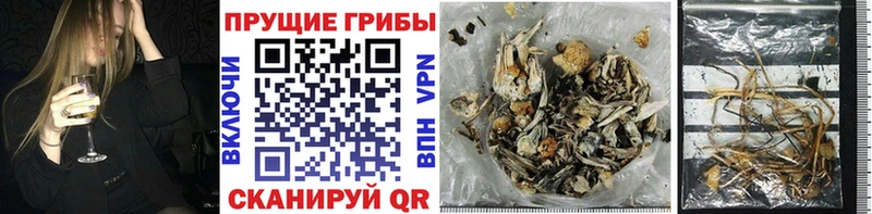 где купить наркотик  Алексеевка  Псилоцибиновые грибы Psilocybine cubensis 